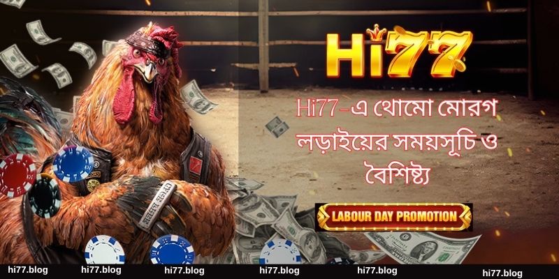 Hi77-এ থোমো মোরগ লড়াইয়ের সময়সূচি ও বৈশিষ্ট্য