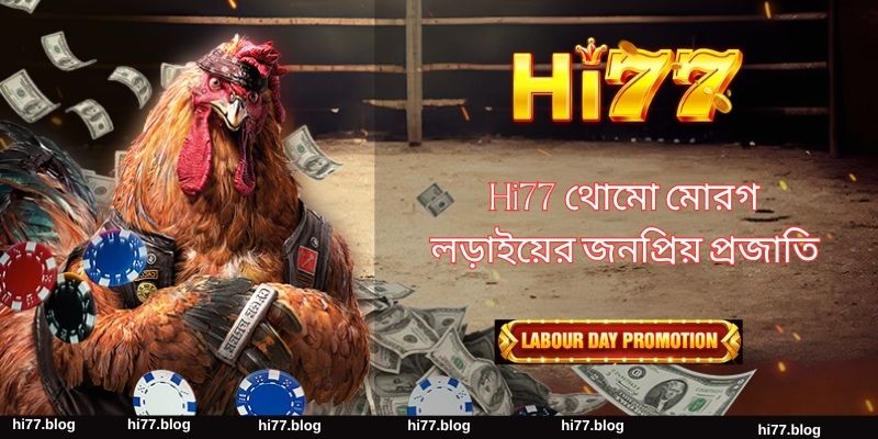 Hi77 থোমো মোরগ লড়াইয়ের জনপ্রিয় প্রজাতি